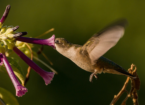 colibris-le-nez-dans-la-fleur