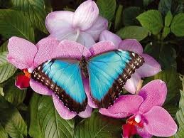 papillon-bleu (1)